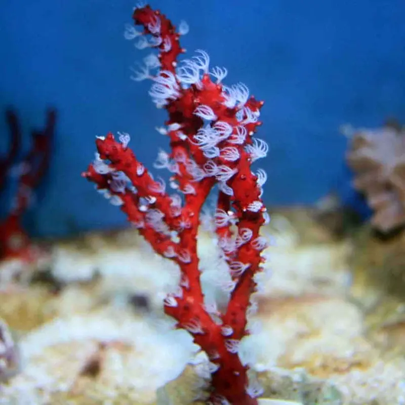 Red Deepwater Gorgonian - Diodogorgia nodulifera