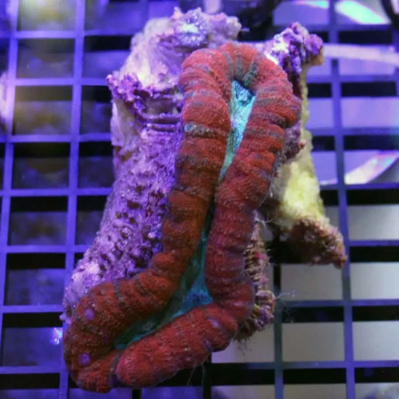 Red Tooth Coral - Lobophyllia sp.