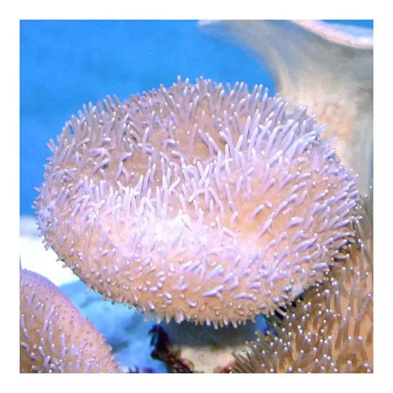 Toadstool Leather - Sarcophyton sp. - Small