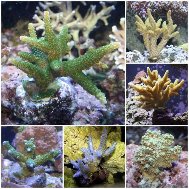 Ultra Aquacultured Acro - Acropora sp. - Small/Medium