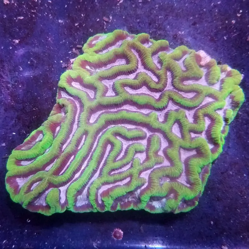 Ultra Aussie Maze Brain Coral - Platygyra sp.