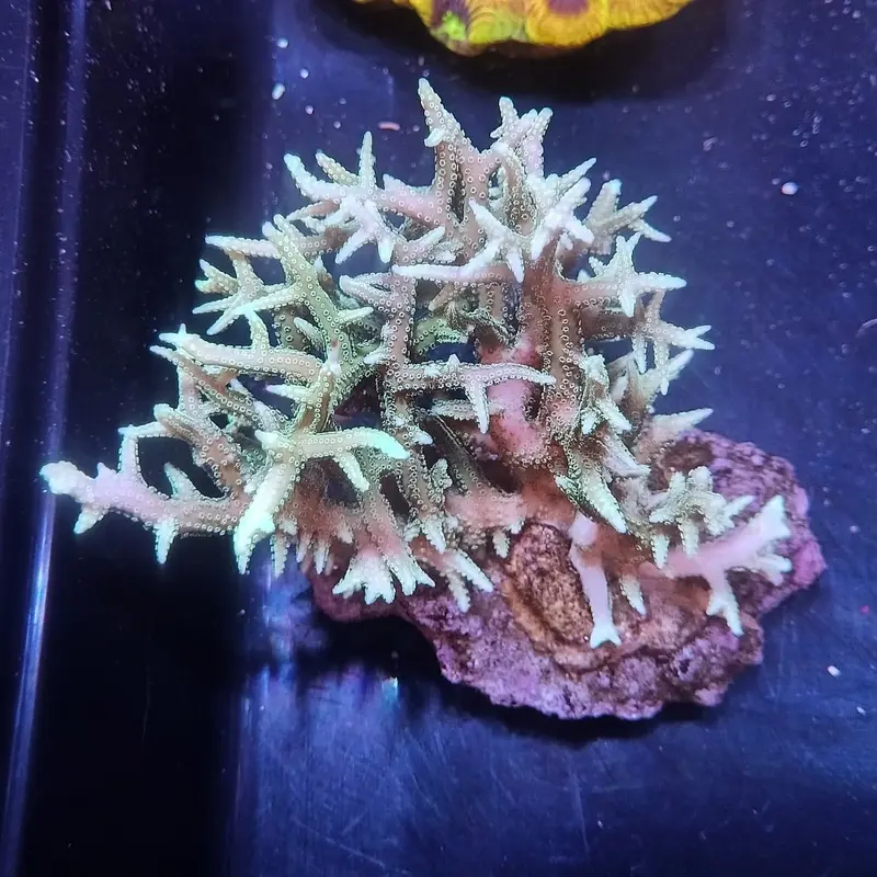 Aquacultured Green Bird's Nest Coral - Seriatopora sp.