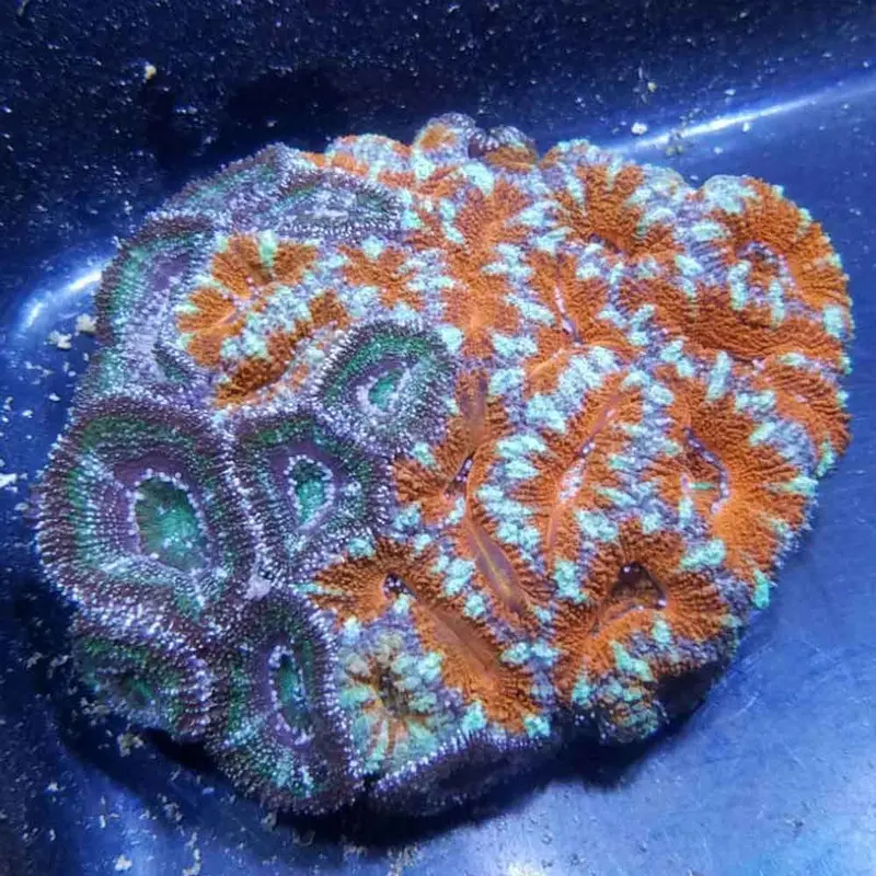 Bicolor Aussie Lordhowensis - Acanthastrea lordhowensis