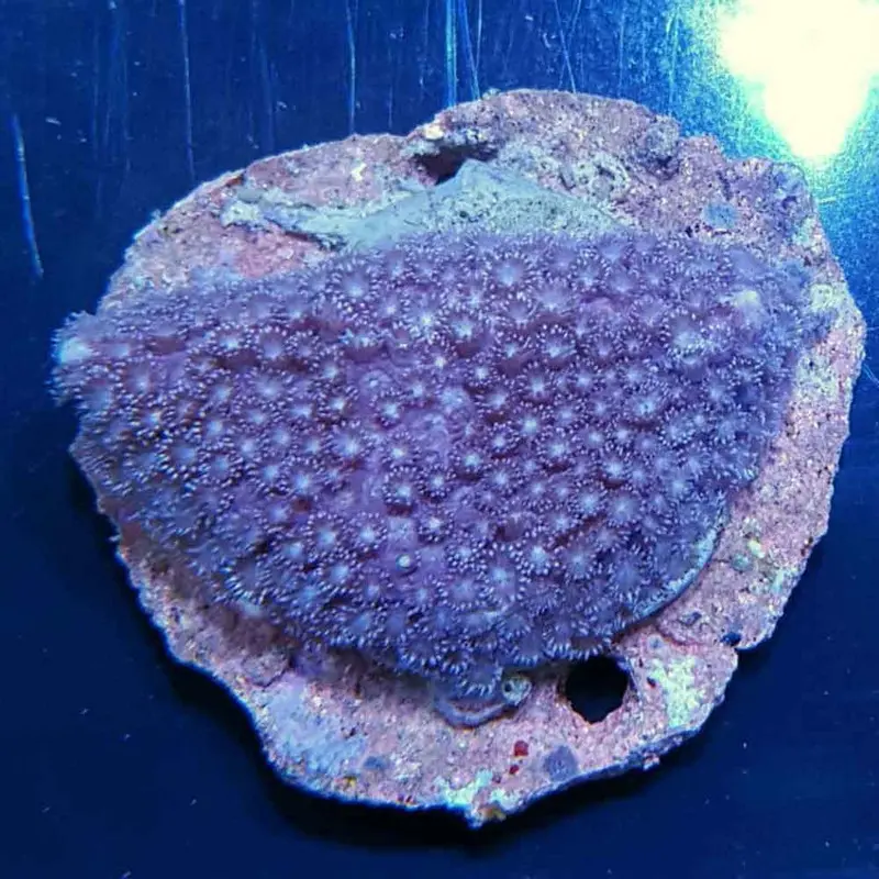 Bicolor Colored Goniopora - Goniopora sp.
