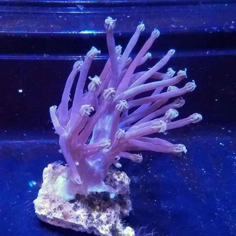 Blue Cespitularia - Cespitularia sp.