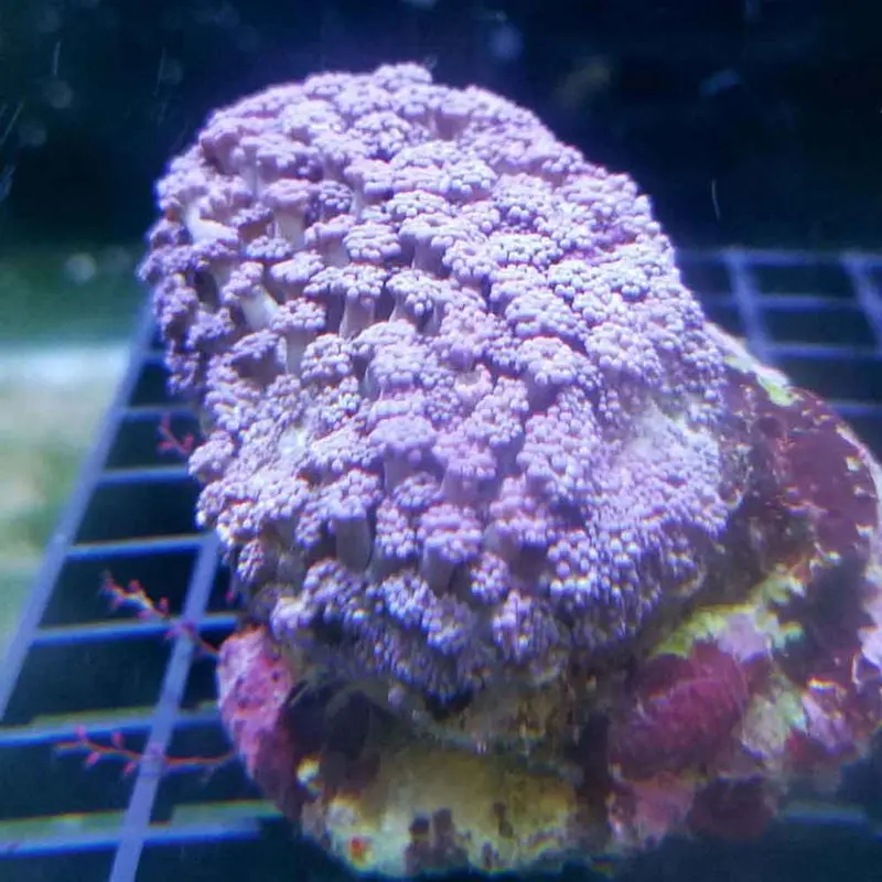 Blue/Purple Goniopora - Goniopora sp.