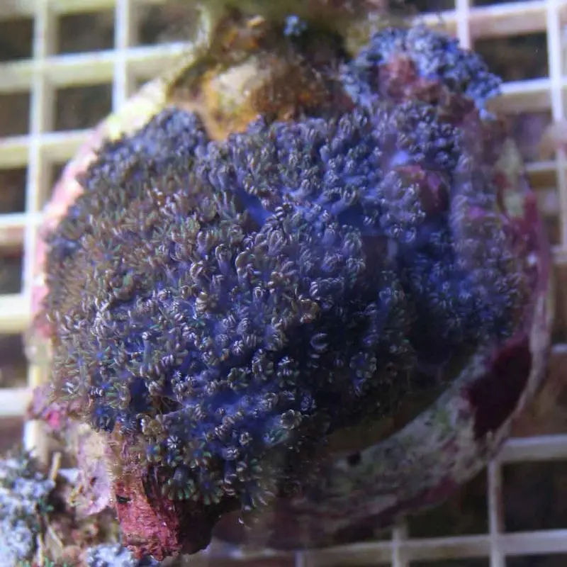 Blue Sympodium Coral - Sympodium sp.
