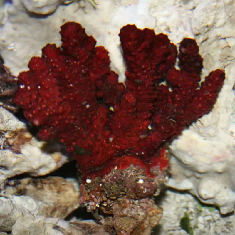 Chili Coral - Nephthyigorgia sp. - Large