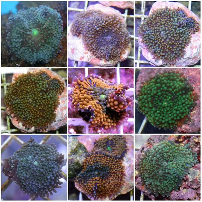 Colored Ricordea - Ricordea florida - Single Polyp