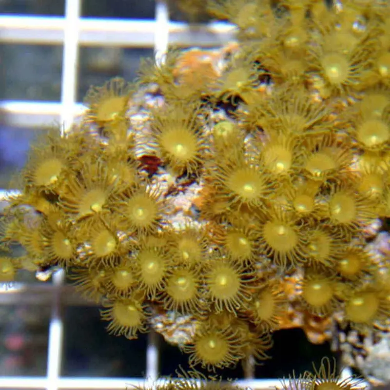 Golden Polyp Rock - Parazoanthus gracilis
