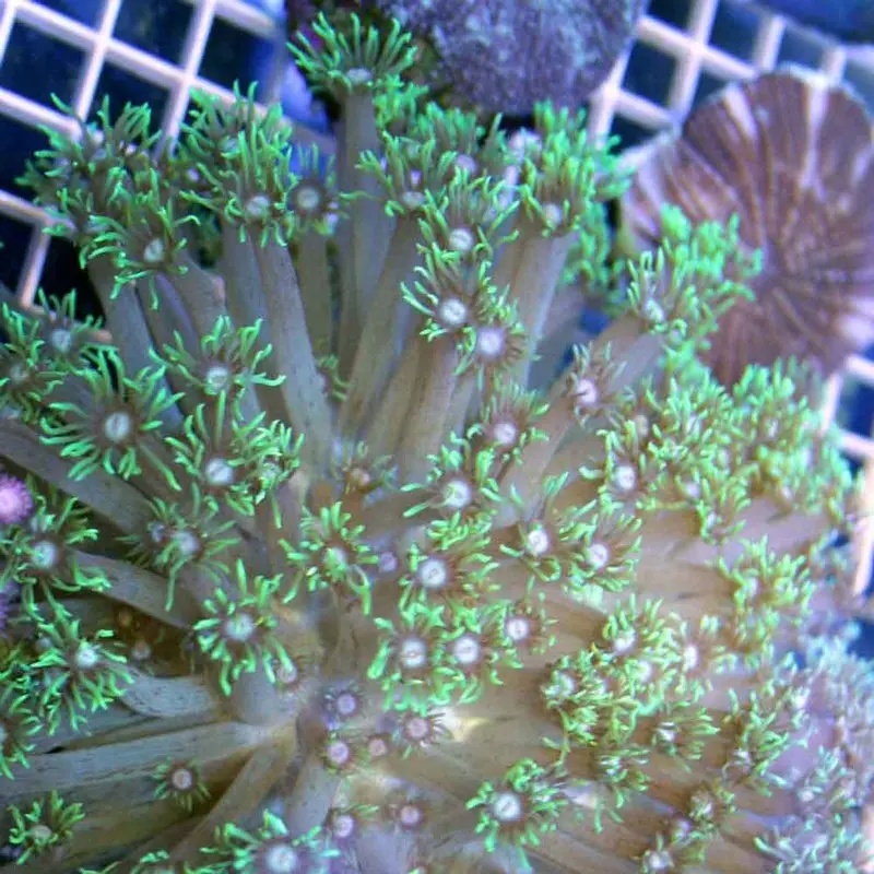 Green Ball Goniopora - Goniopora sp. - Medium