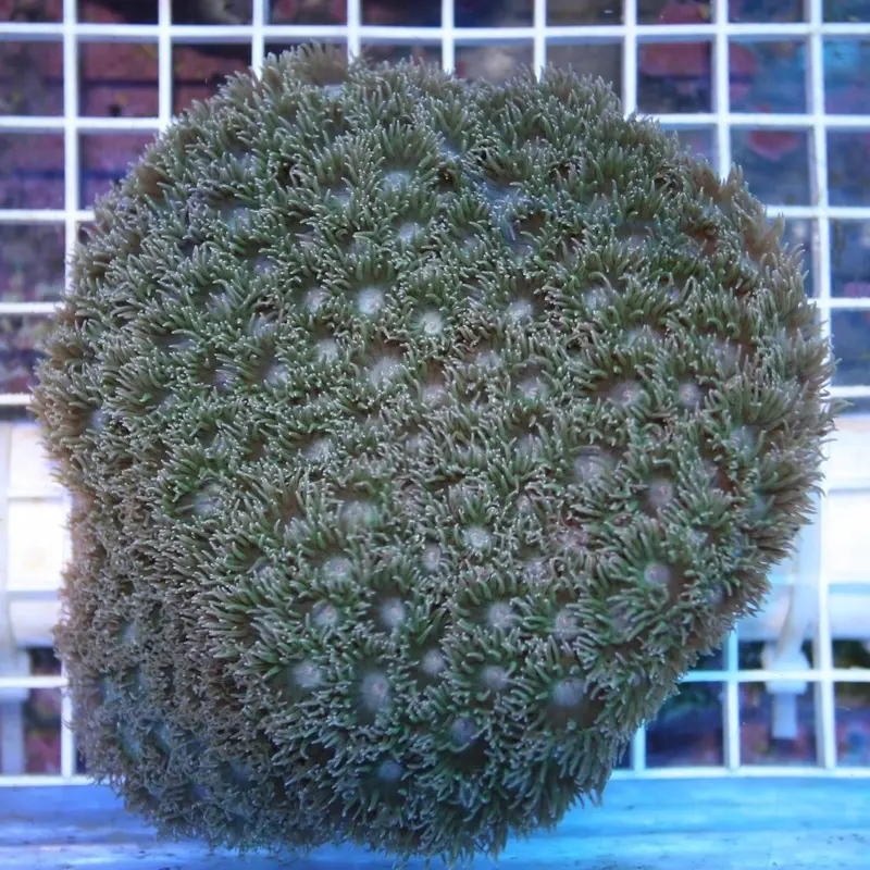 Green Pagoda Coral - Turbinaria peltata - Medium/Large