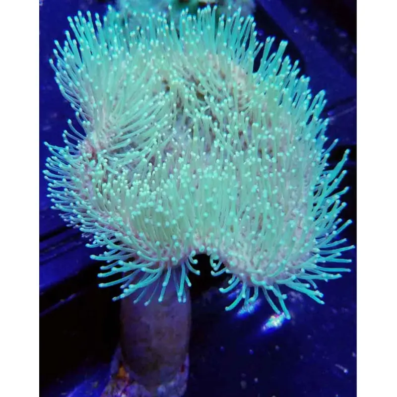 Green-polyped Toadstool Leather - Sarcophyton sp.