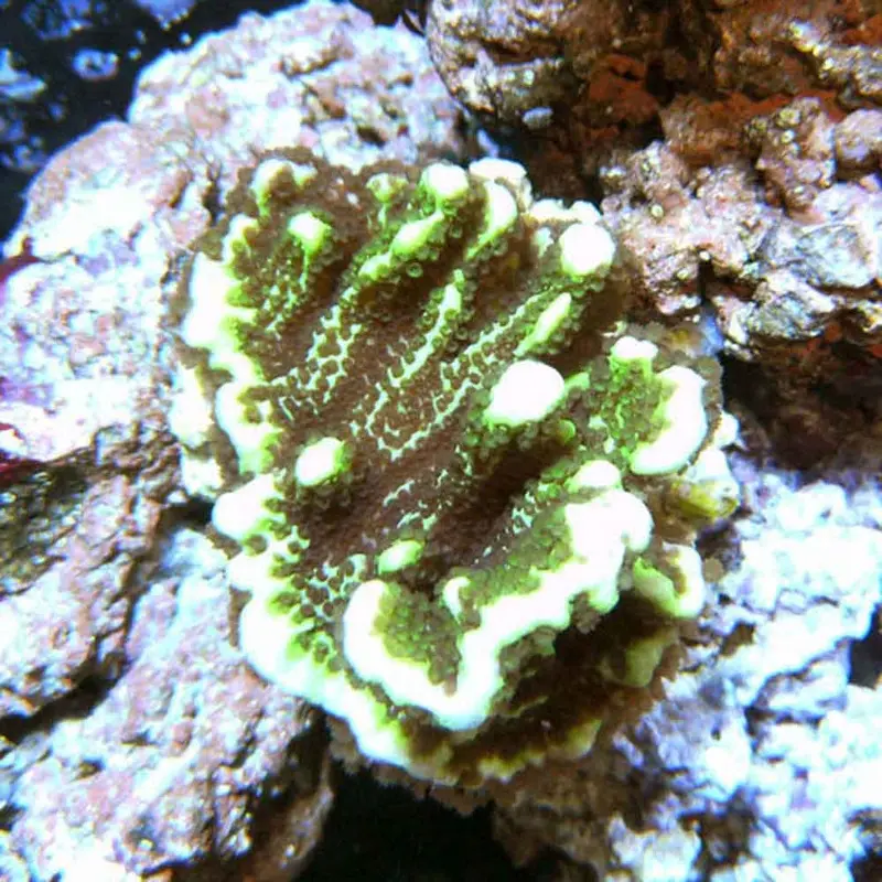Green Spongodes Monti - Montipora spongodes