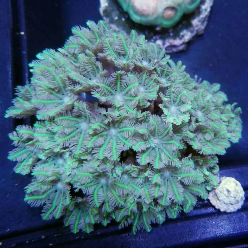 Metallic Green Clove Polyp - Clavularia sp. - Small