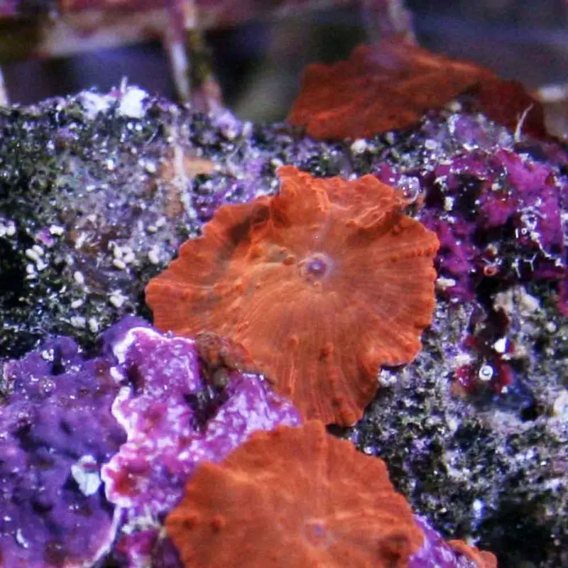 Metallic Orange Mushroom Frag - Discosoma sp.