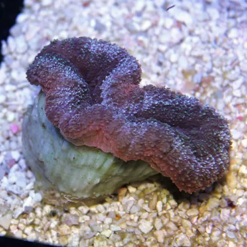 Multicolor Tooth Coral - Lobophyllia sp. - Medium/Large