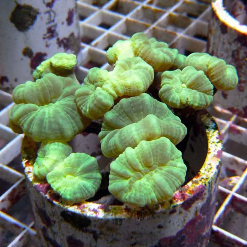 Neon Green Trumpet Coral - Caulastrea curvata