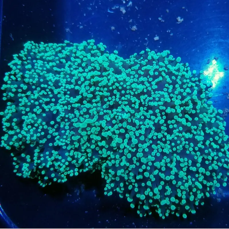Neon Green Wall Frogspawn Coral - Euphyllia divisa