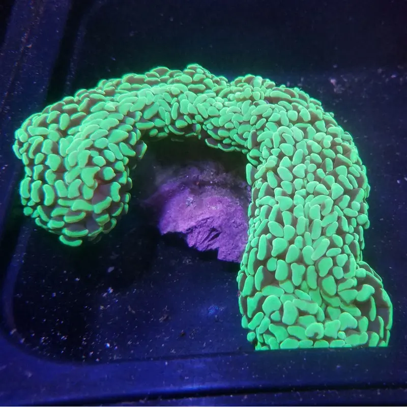 Neon Green Wall Hammer Coral - Euphyllia ancora