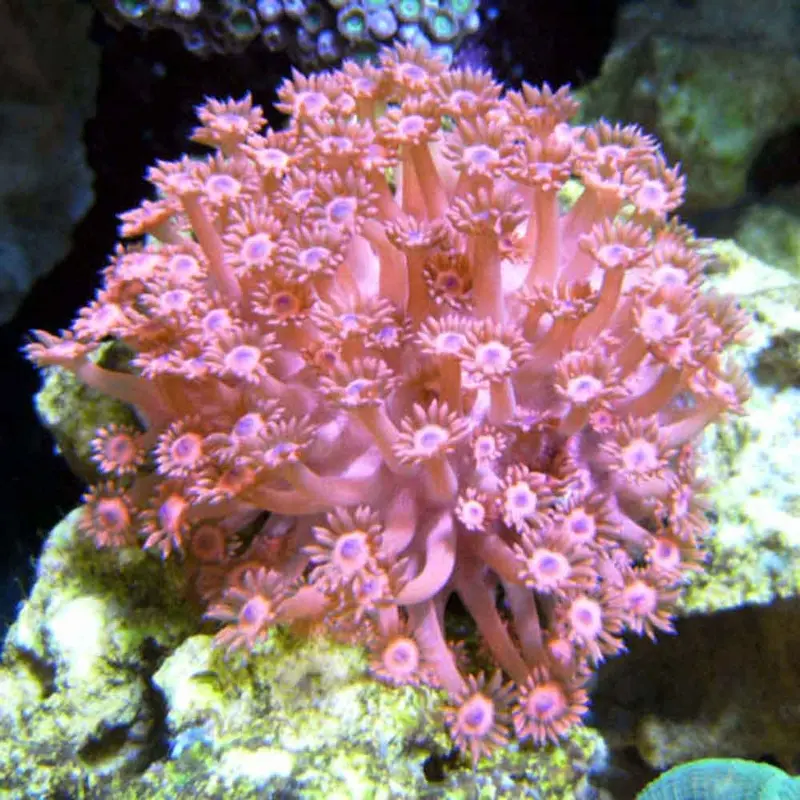 Neon Red Goniopora - Goniopora sp.