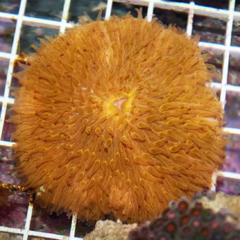 Orange Plate Coral - Cycloseris/Fungia sp. - Large