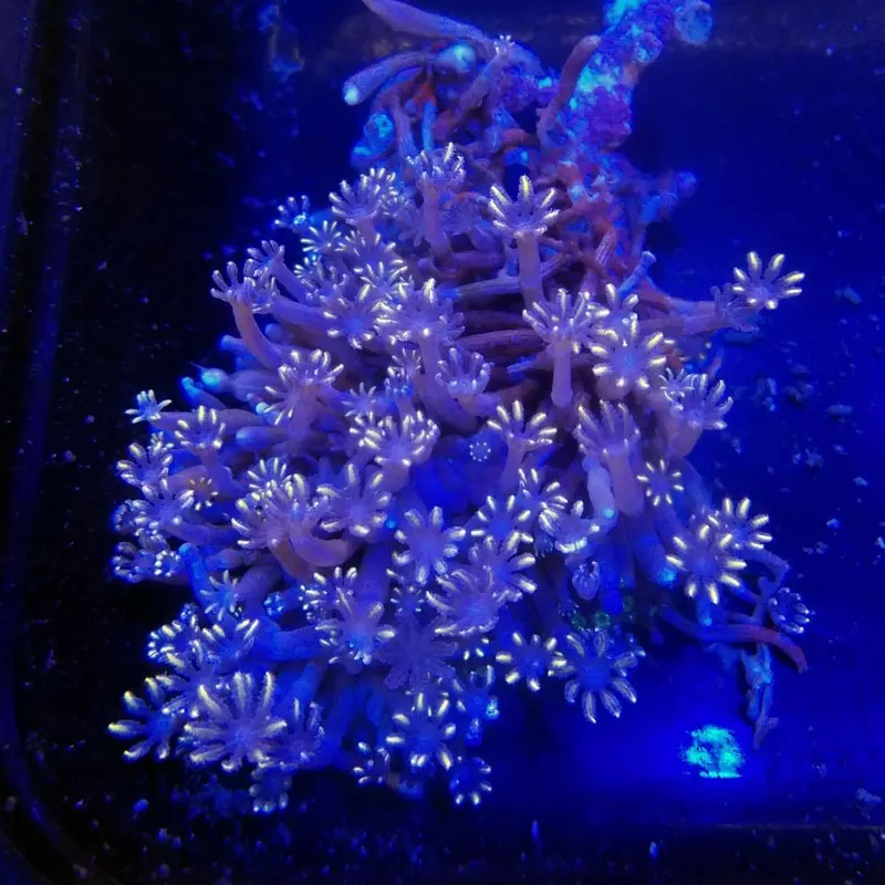 Orange-tipped Clove Polyp - Clavularia sp.