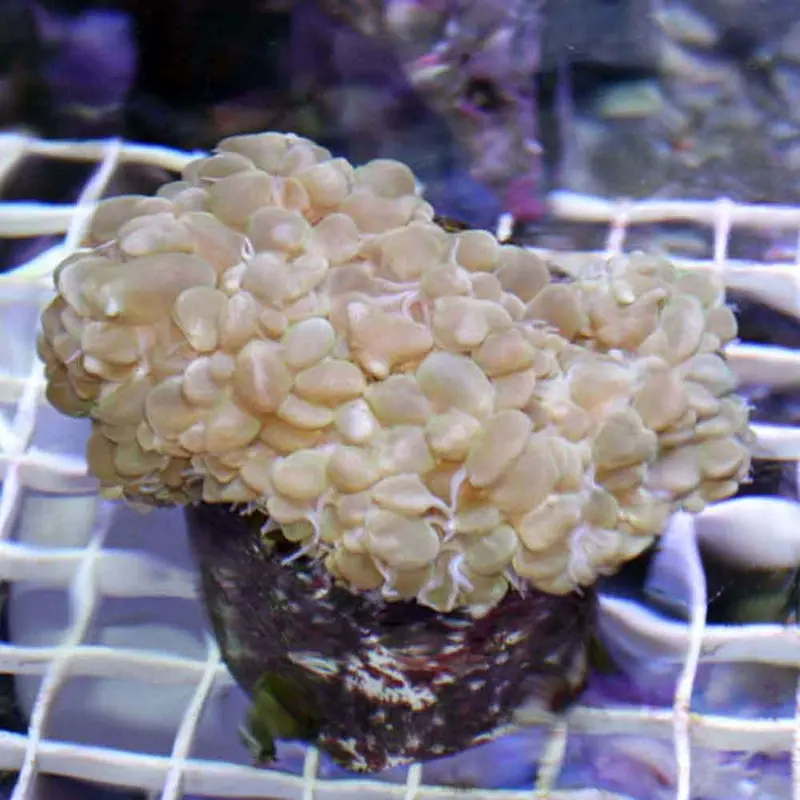Pearl Bubble Coral - Physogyra sp.