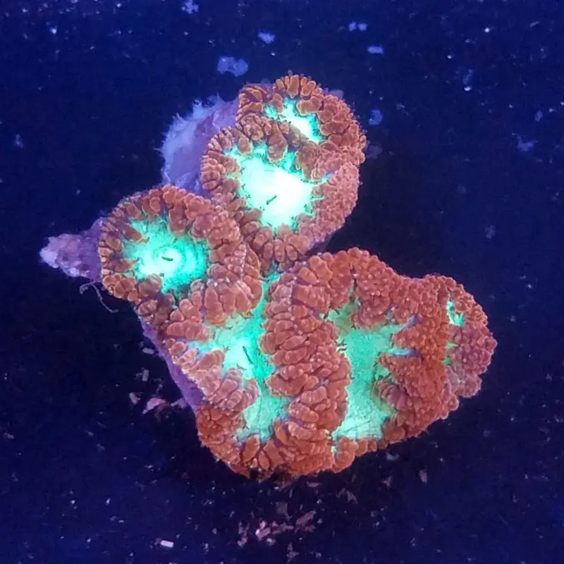 Red and Green Blastomussa wellsi - Small