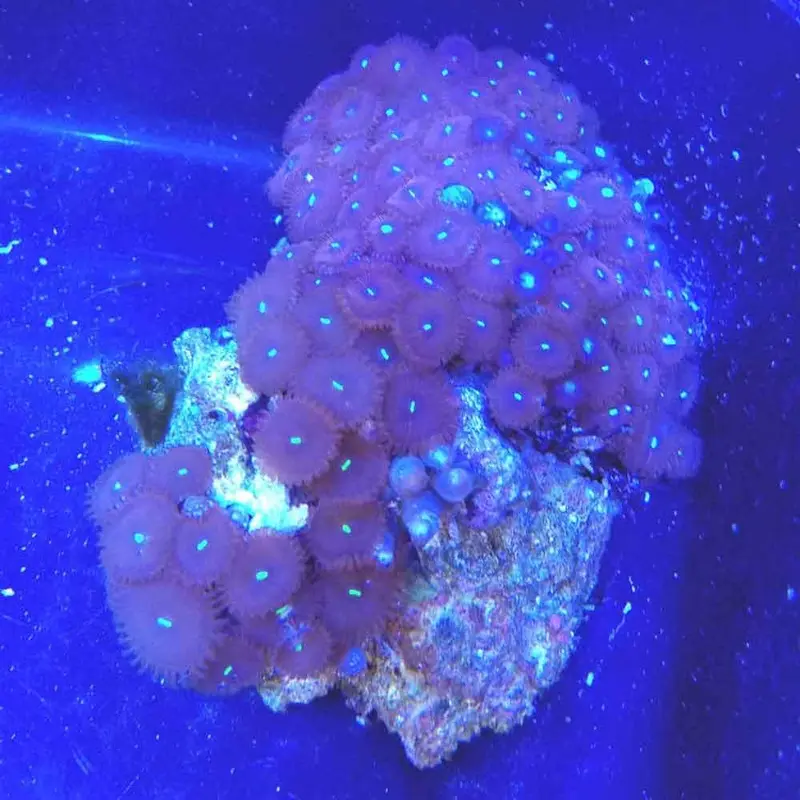 Red People Eater Polyp Rock - Palythoa sp.