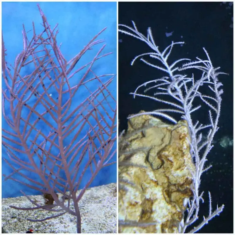Sea Plume Gorgonian - Pseudopterogorgia sp. - Large
