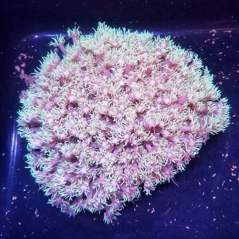 Short-polyped Goniopora - Goniopora sp.