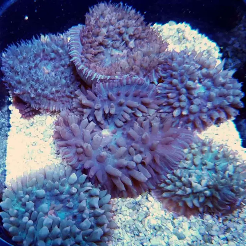 St. Thomas Mushroom - Rhodactis sanctithomae - Single Polyp