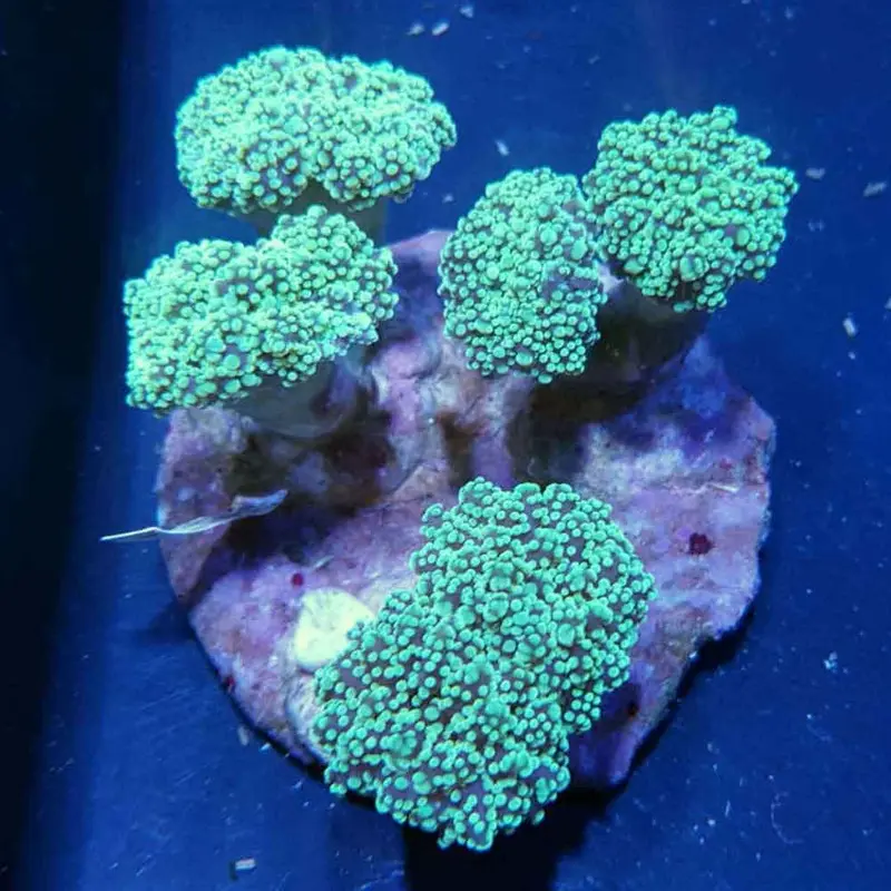 Thick-branched Frogspawn Coral - Euphyllia yaeyamaensis