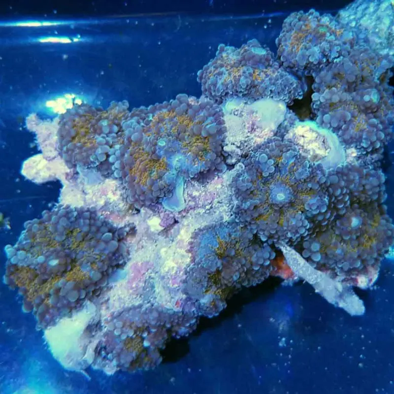 Ultra Color Hairy Mushroom Rock - Rhodactis sp.