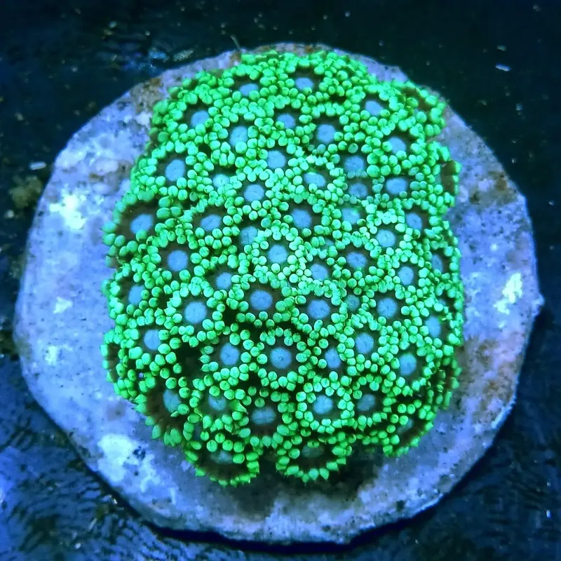 Ultra Neon Aussie Goniopora - Goniopora sp.