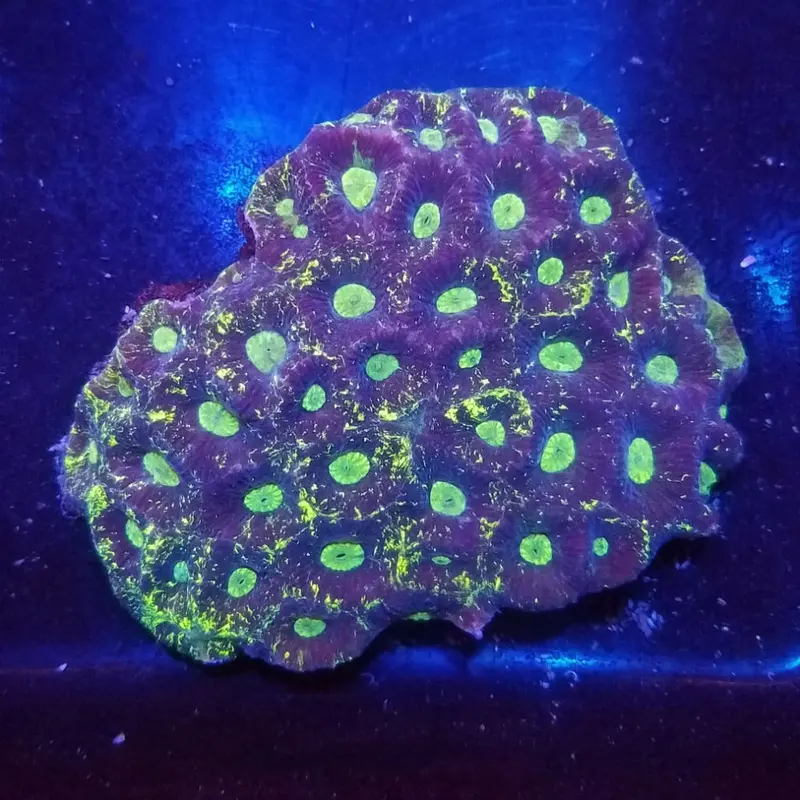 Ultra Neon Goniastrea - Goniastrea sp.
