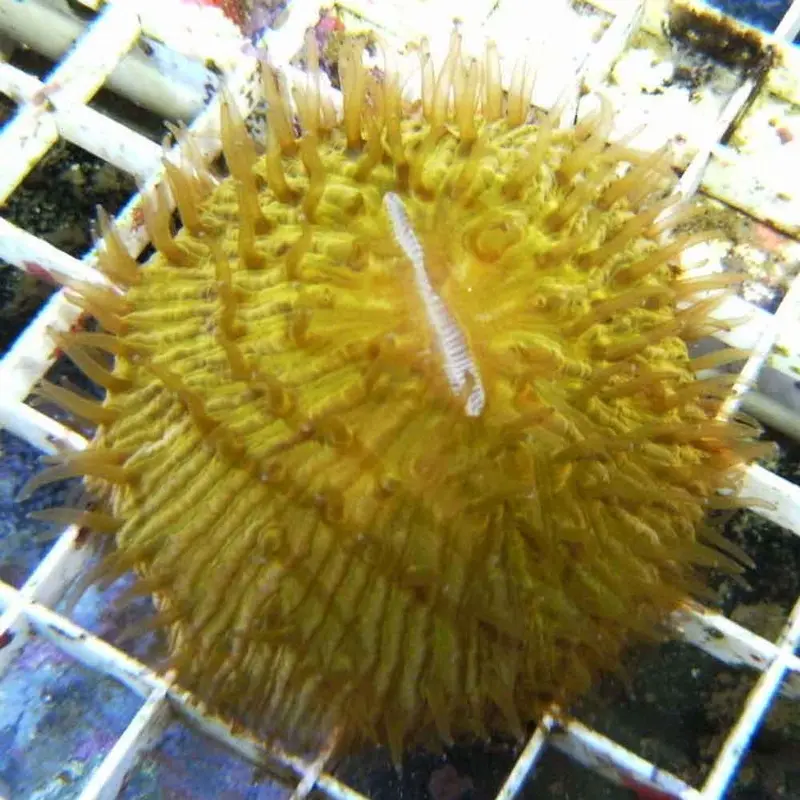 Ultra Orange Plate Coral - Fungia sp.