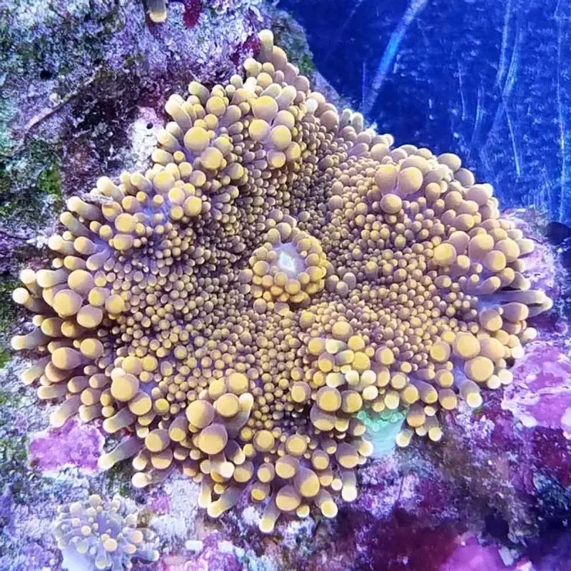 Ultra Pacific Yuma Ricordea - Ricordea yuma - Single Polyp
