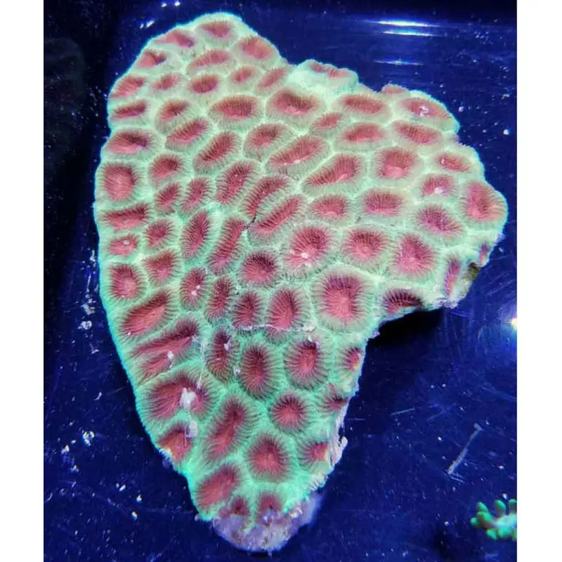 Ultra Red-eyed Moon Coral - Favia sp.