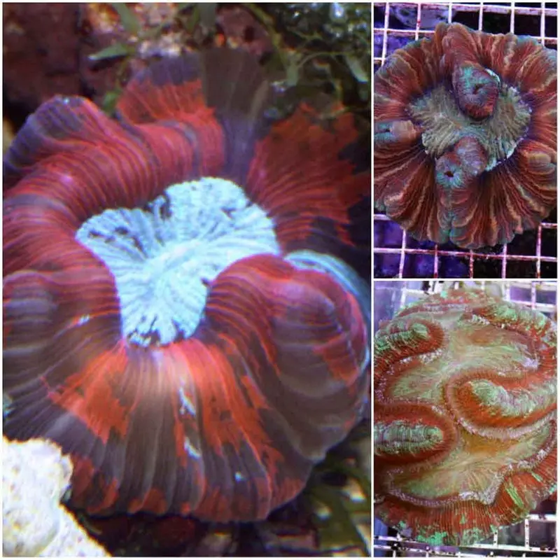 Ultra Red & Green Open Brain - Trachyphyllia geoffroyi