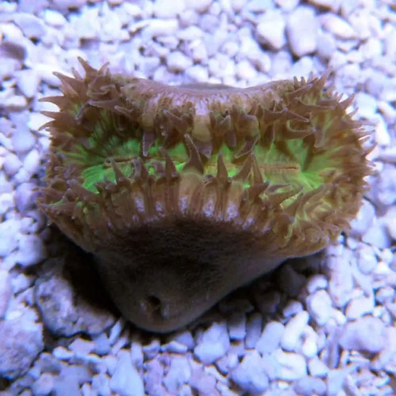 Walking Dendro - Heteropsammia cochlea