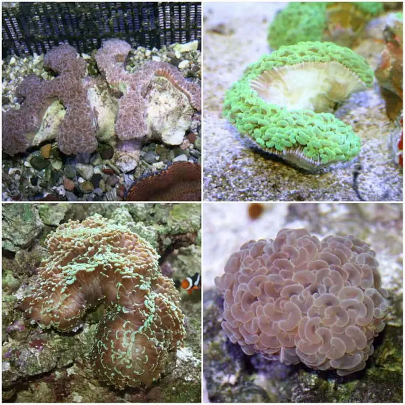 Wall Hammer Coral - Euphyllia ancora - Small/Medium