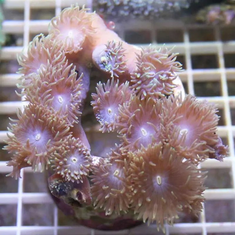 Whisker Coral Colony - Duncanopsamma axifuga - Small/Medium