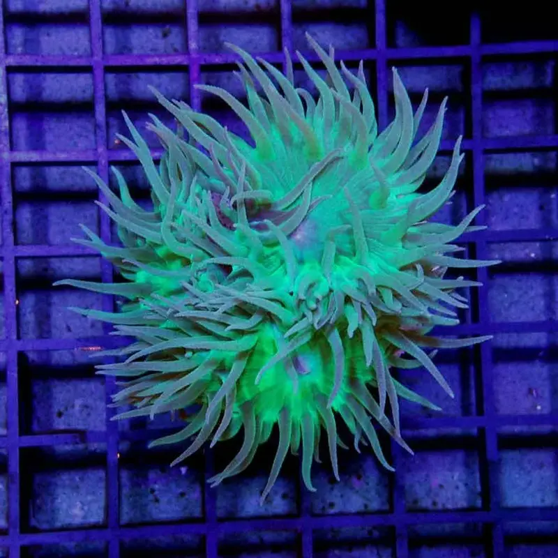 Whisker Coral Frag - Duncanopsamma axifuga - Double polyp