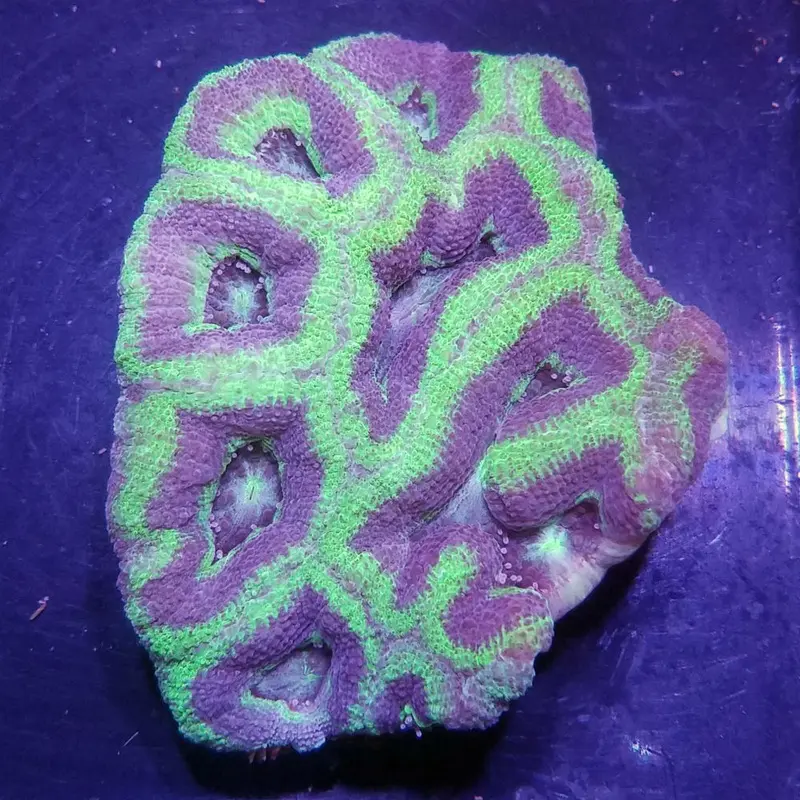 Acanthastrea bowerbanki