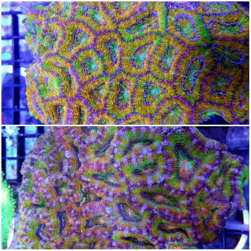 Aussie Rainbow Acanthastrea lordhowensis