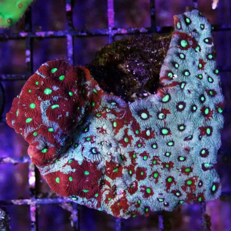 Aussie War Coral - Favites pentagona