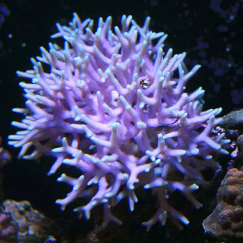 Bird's Nest Coral - Seriatopora hystrix - Large