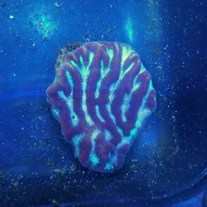Blue-eyed Maze Brain Coral - Platygyra sp.